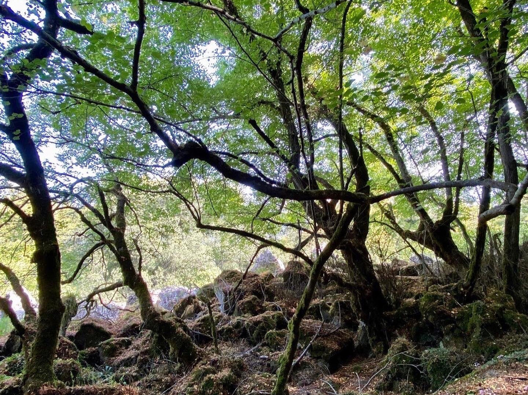 Bosco Del Sasseto景点图片
