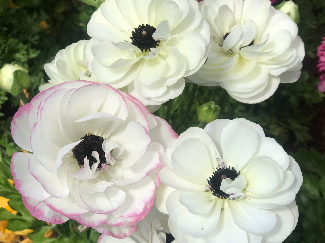 Toowoomba Carnival of Flowers景点图片