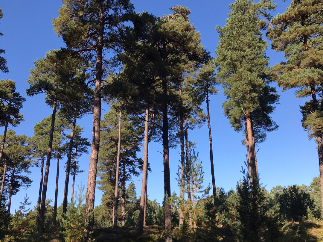 Anagach Woods-Grantown-on-Spey必去景点