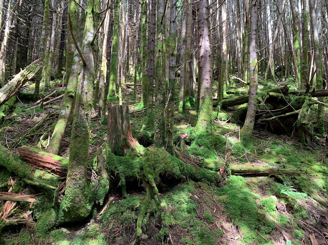 Mount Mitchell State Park景点图片