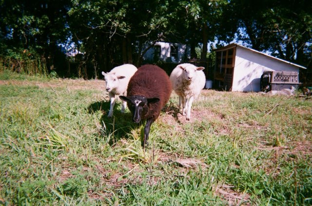 Seed Song Farm & Center-Kingston必去景点