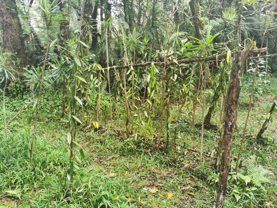 Plantation Vanilla-Bourbon景点图片