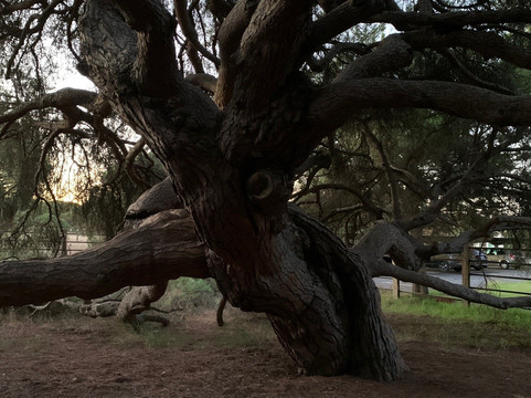 Pino Centenario-马扎刚必去景点