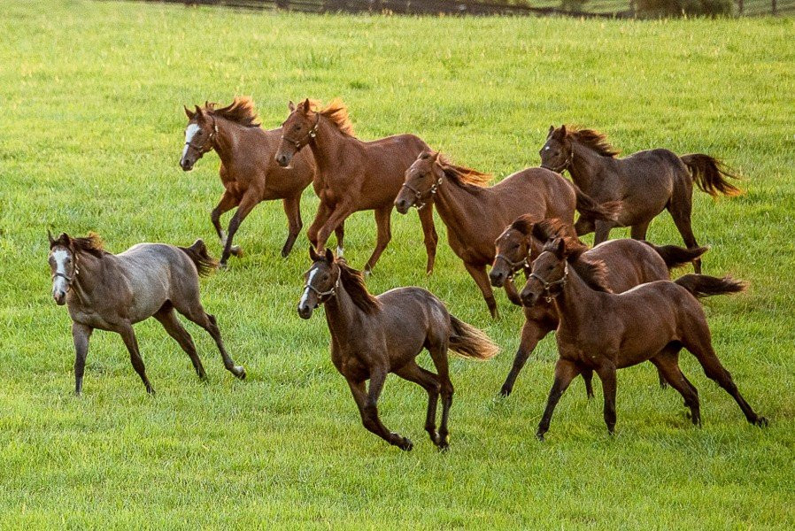列克星敦旅游景点-Mill Ridge Farm
