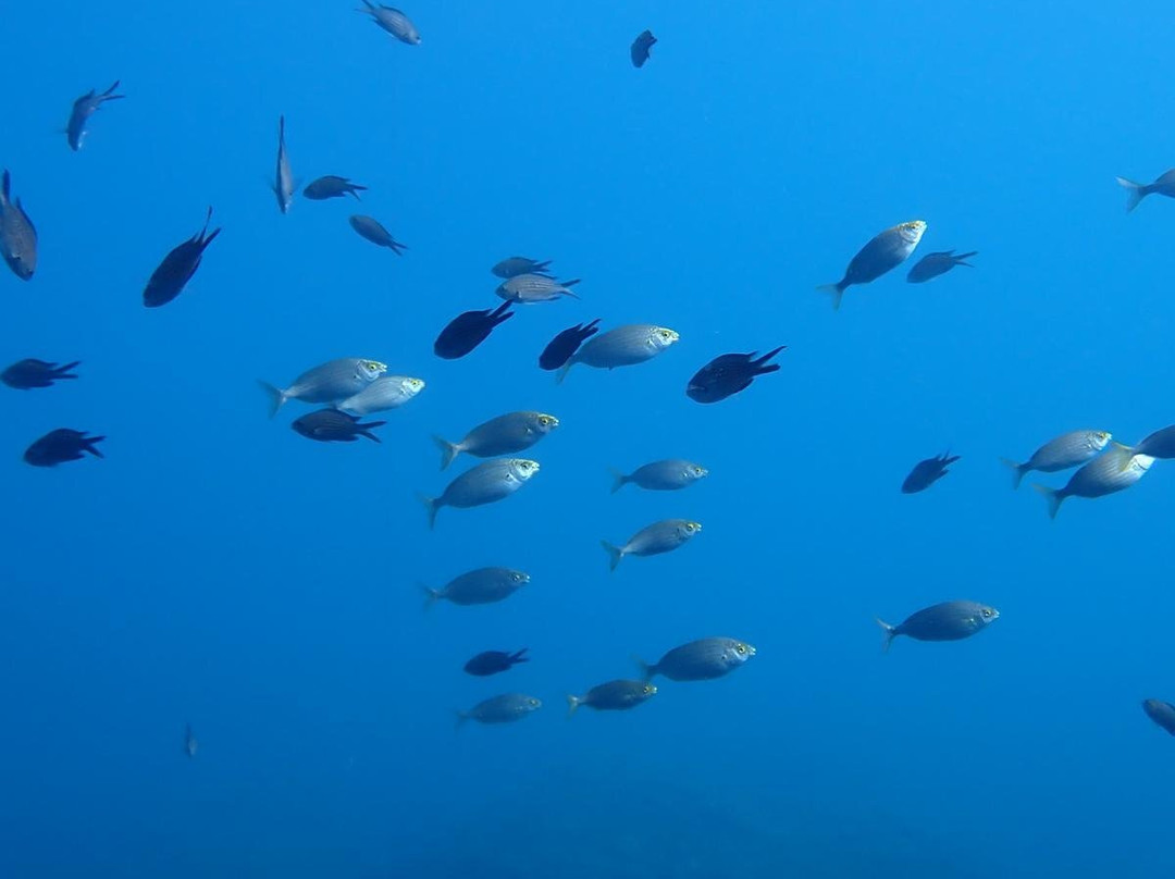 Calypso Diving Estartit景点图片