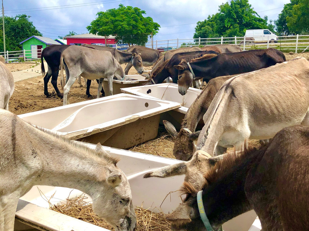 Antigua & Barbuda Humane Society-Saint Paul Parish必去景点