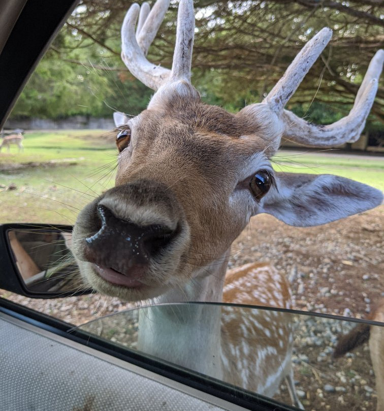 Harmony Park Safari-亨茨维尔必去景点