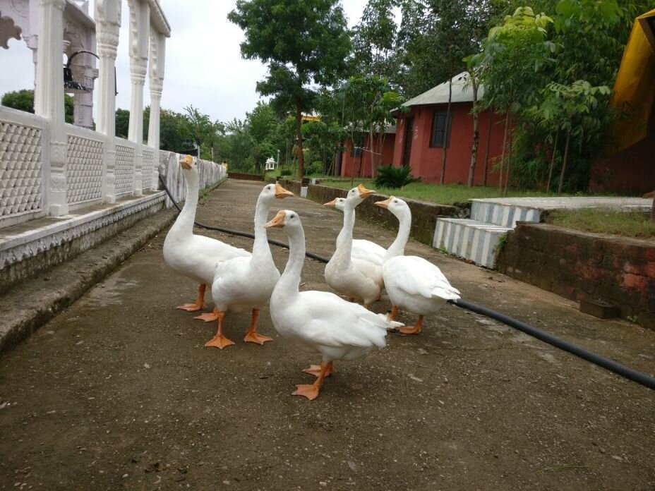 Deshawar Resort主图