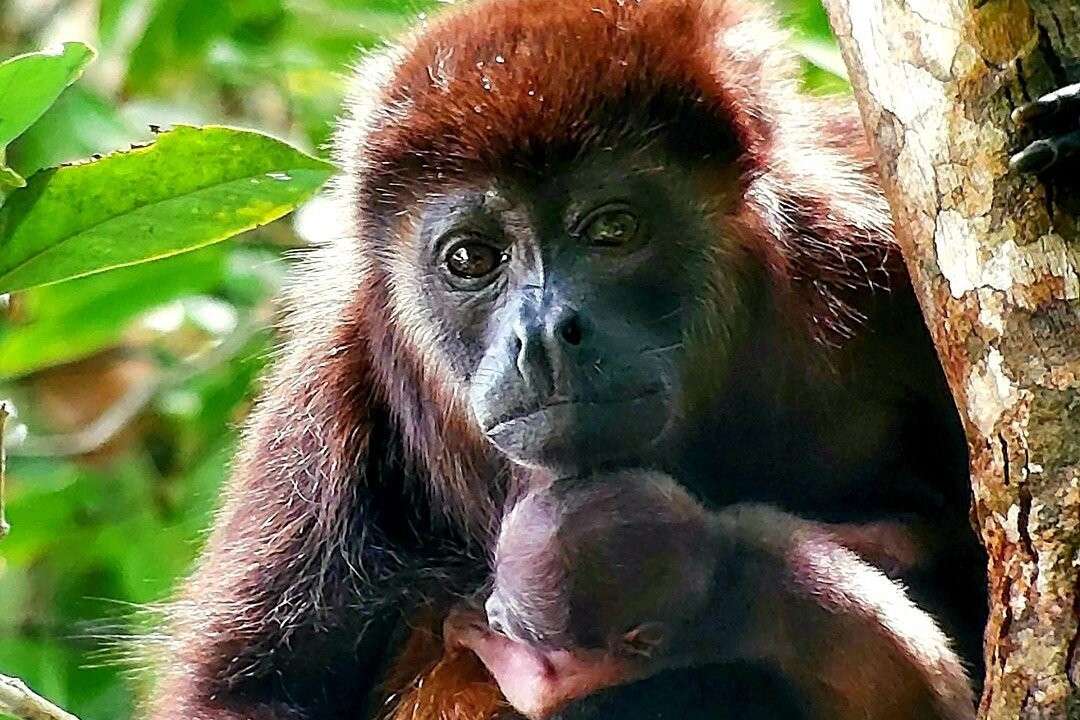 Official Guide Costa Rica-哥斯达黎加安东尼奥国家公园必去景点