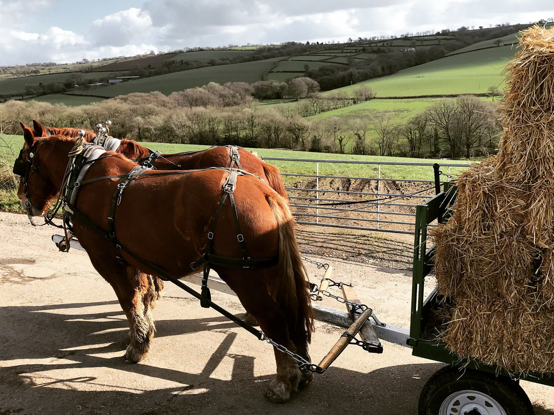 Middle Week Horse Drawn Farm景点图片