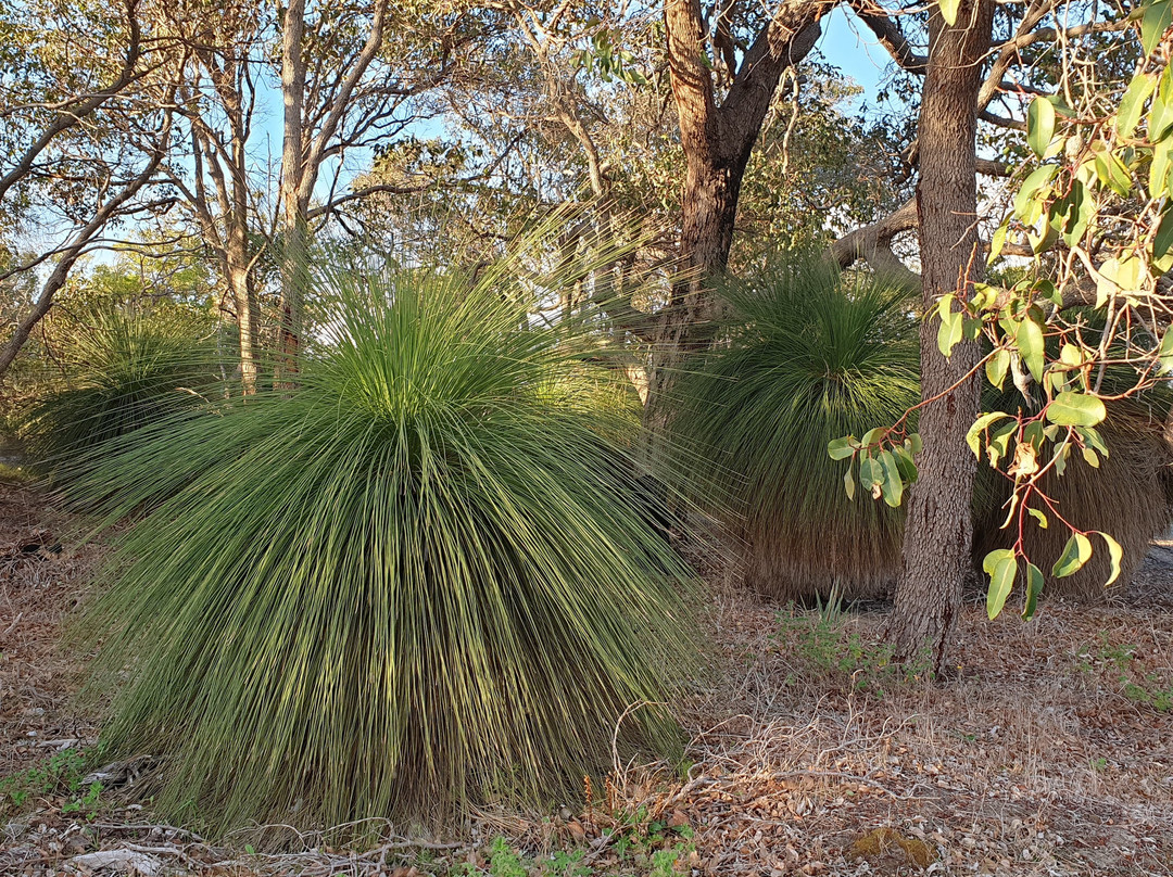 Bibra Lake Loop景点图片