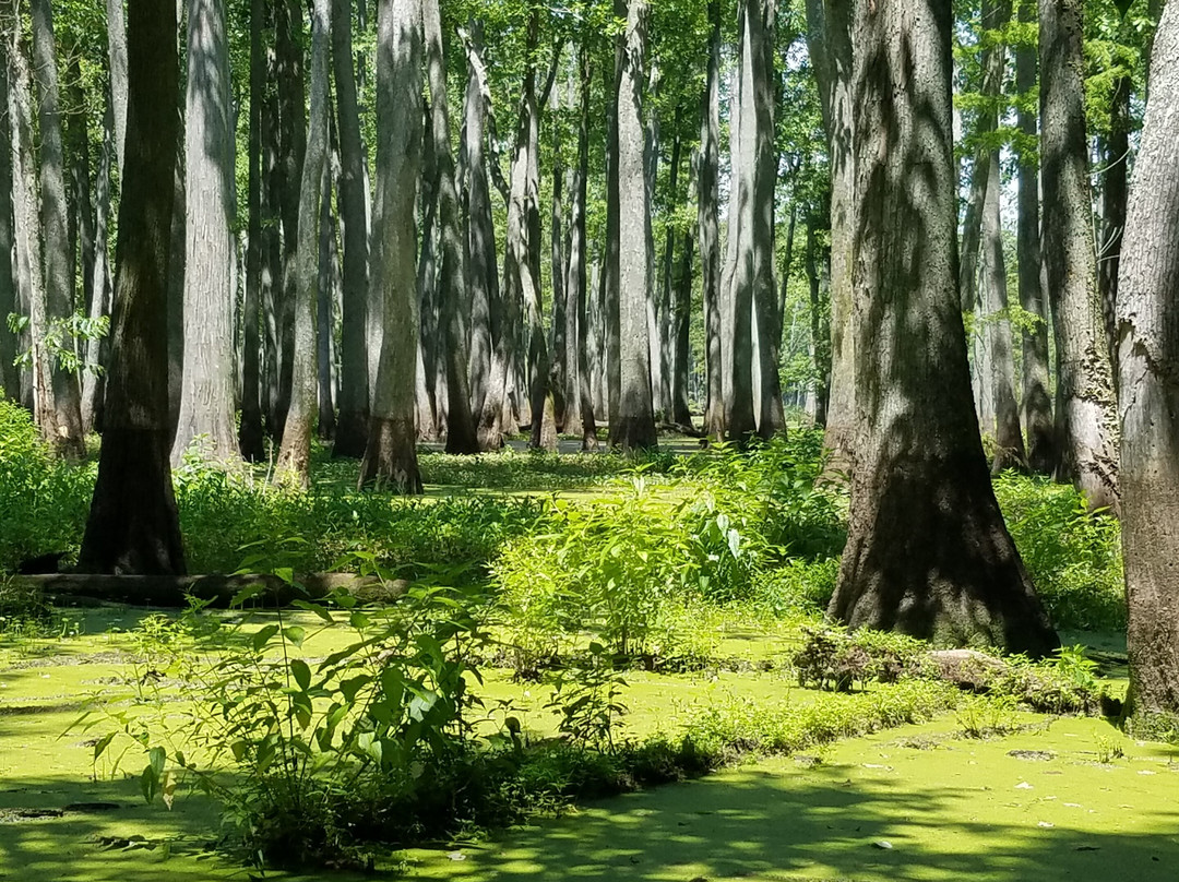 Heron Pond-Little Black Slough Nature Preserve景点图片