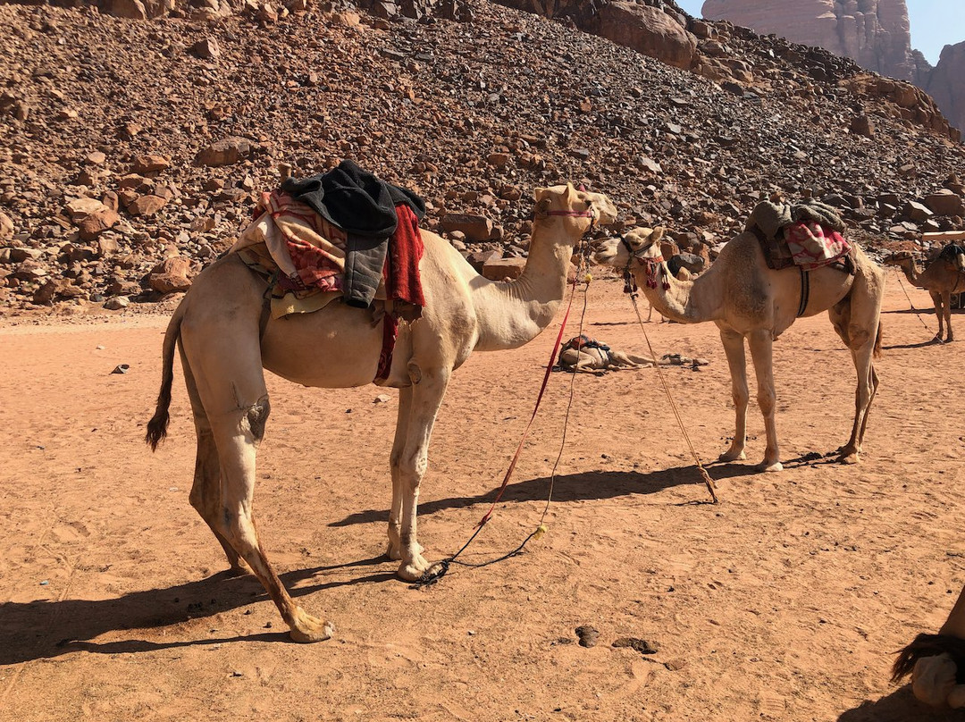 Wadi Rum Nomads景点图片