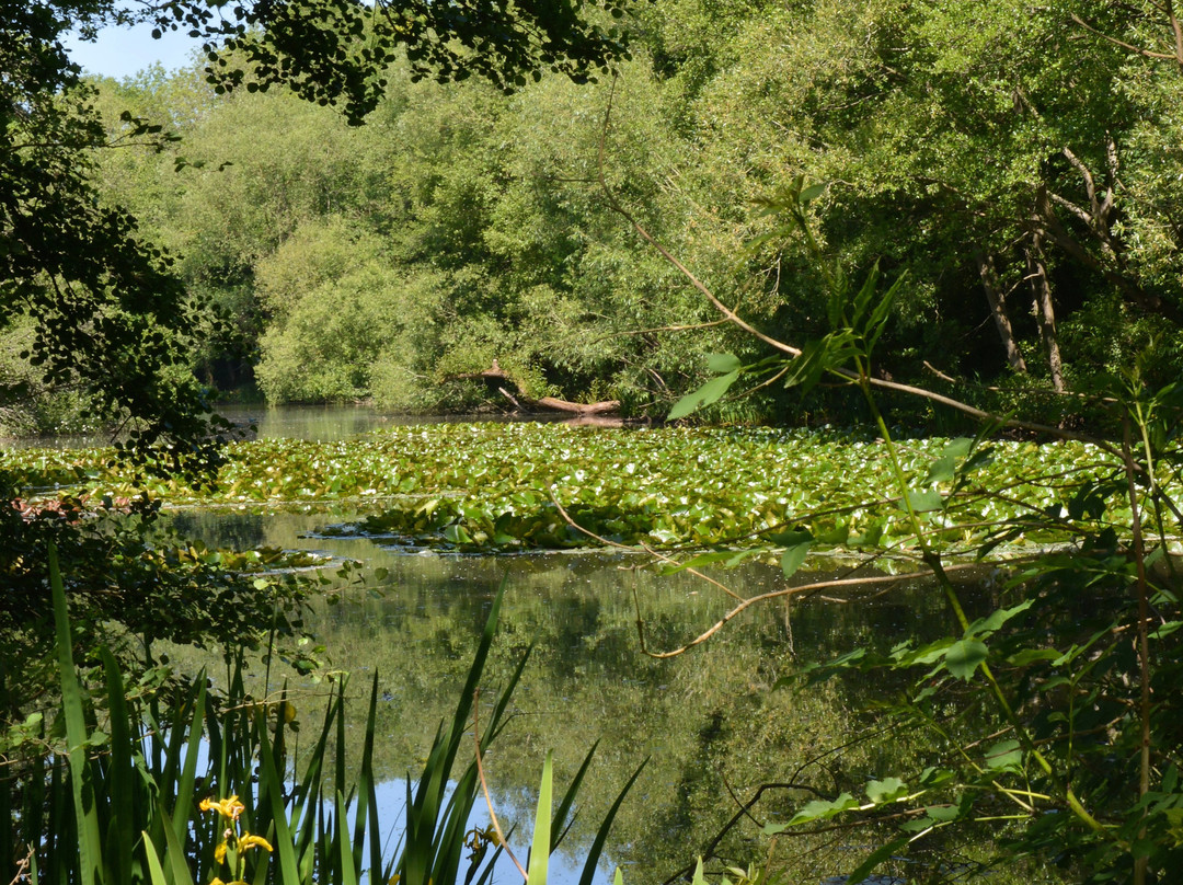 Gobions Wood Nature Reserve景点图片