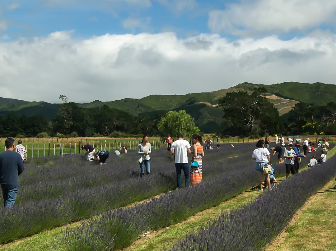 Lavender Abbey景点图片