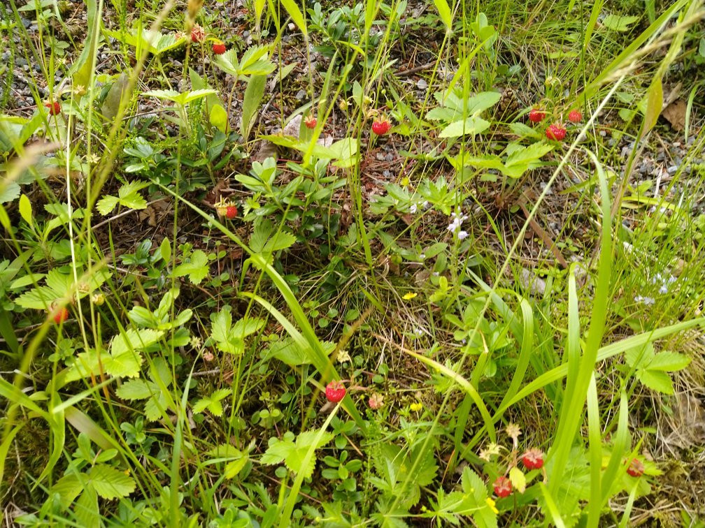 Glaskogens Naturreservat-Arvika必去景点