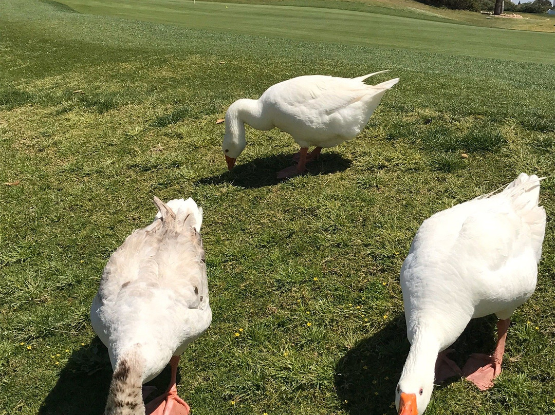 Caesarea Golf Club-凯撒利亚必去景点
