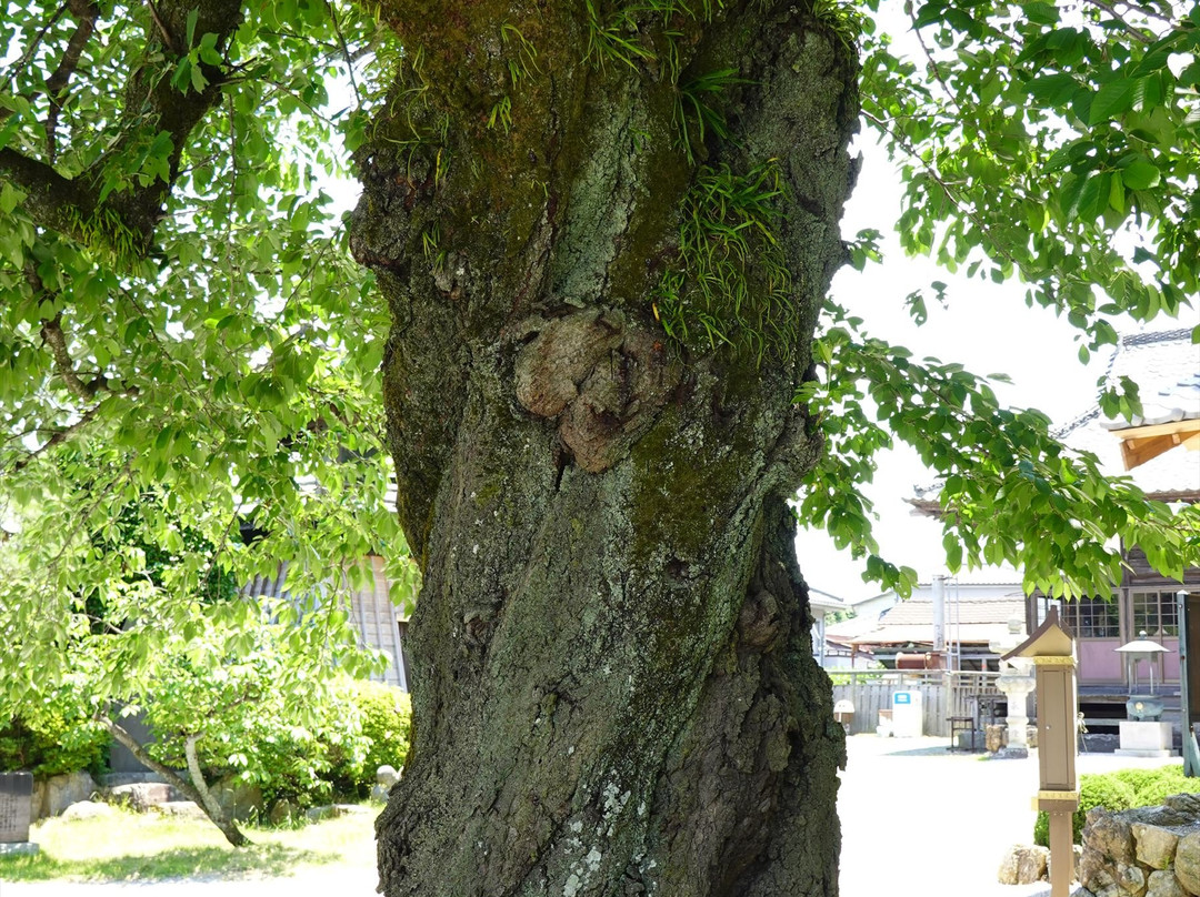 Hoonji Temple-越生町必去景点