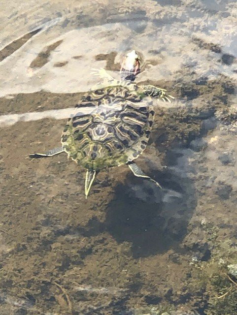 Cullinan Park-舒格兰必去景点