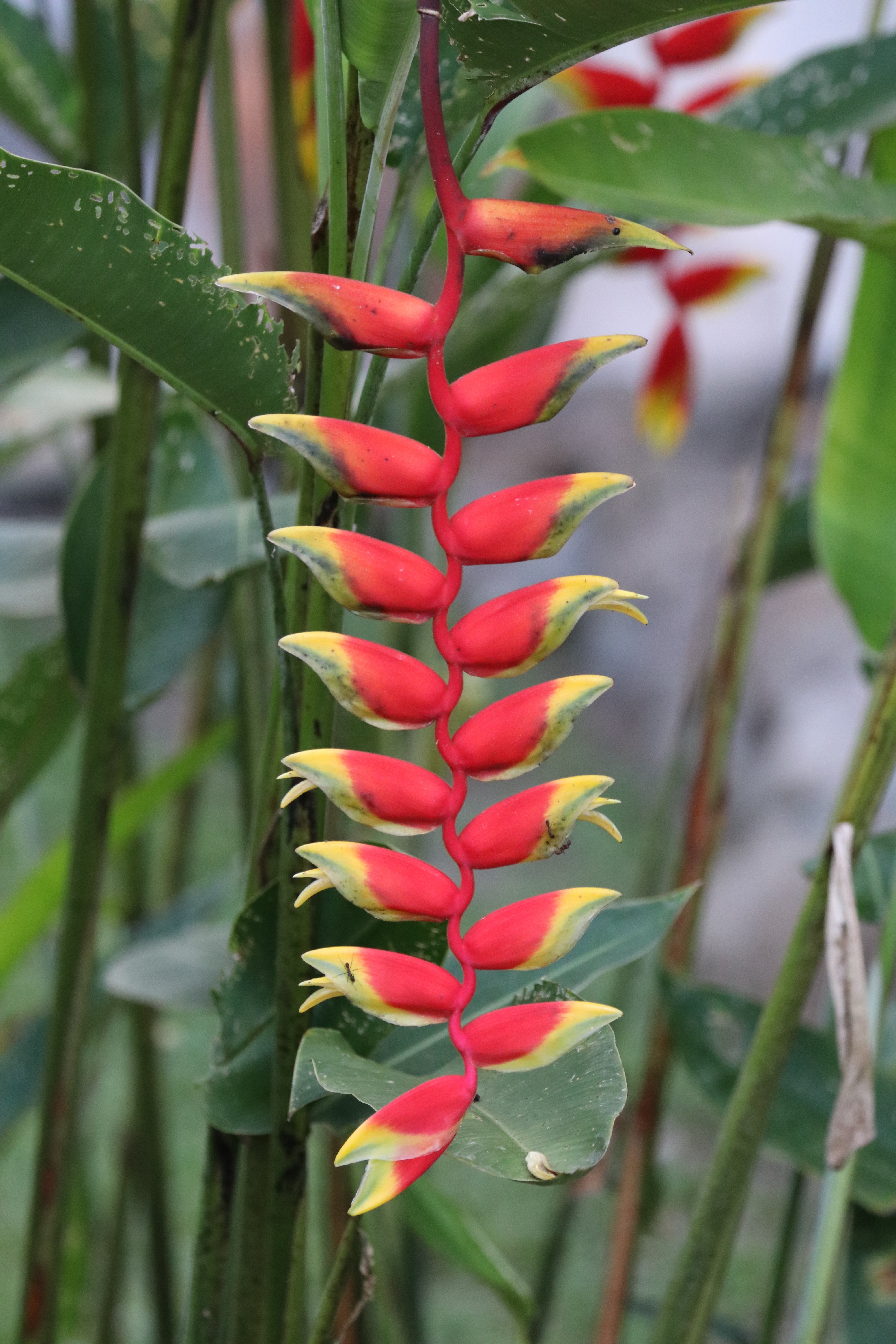 Suizo Loco Lodge Hotel & Resort-portrait