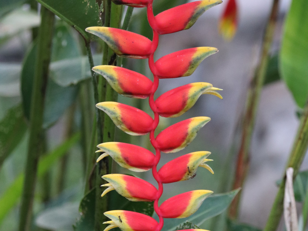 Suizo Loco Lodge Hotel & Resort主图