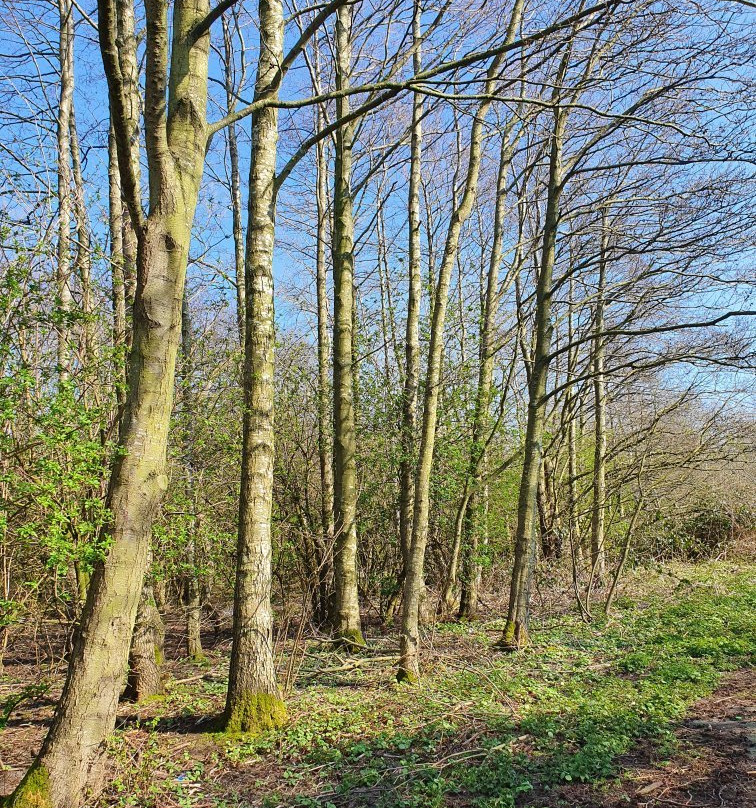 Alexandra Park-切斯特必去景点