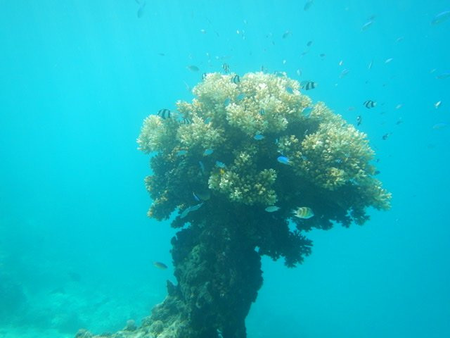 Rainbow Reef Coral Farm-塔韦乌尼岛必去景点