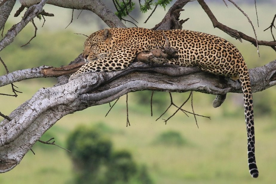 Wild Experience Africa