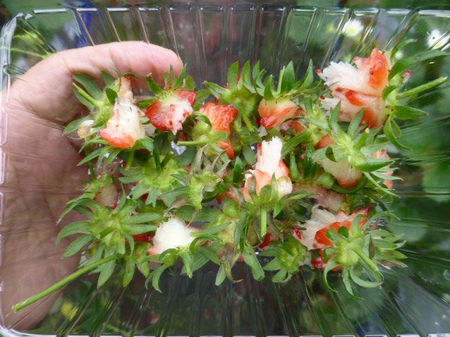 Washino Farm-海津市必去景点