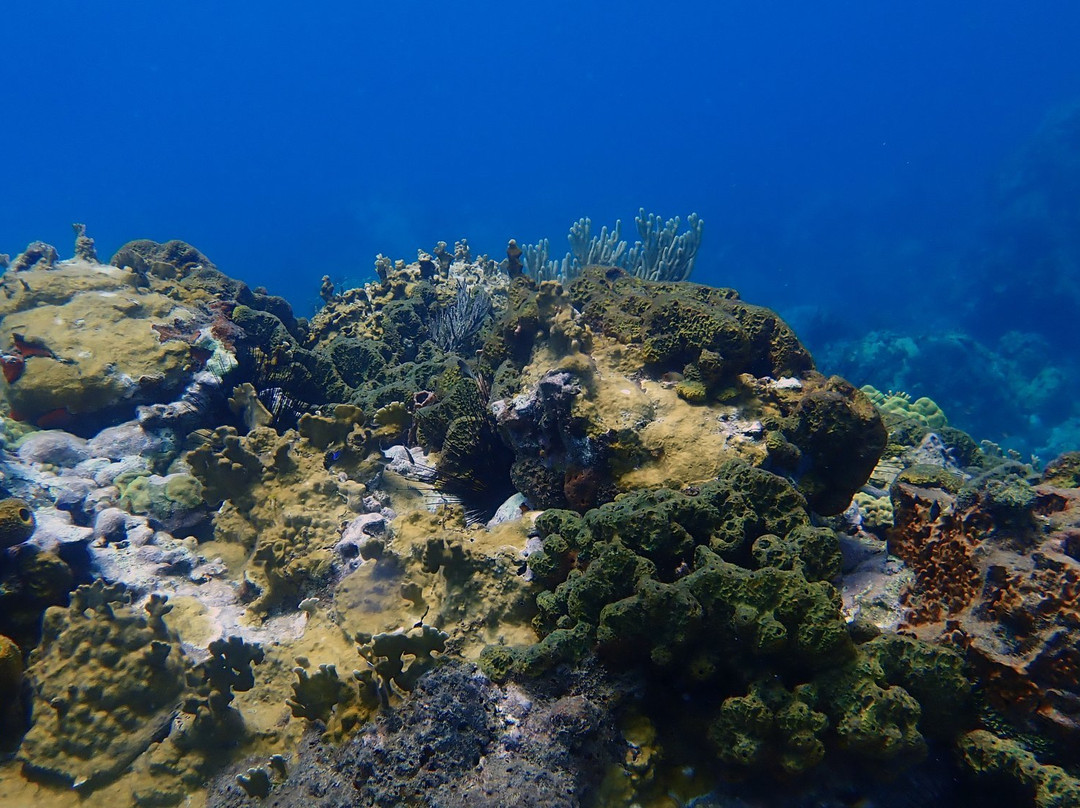 Scuba Montserrat-Little Bay必去景点