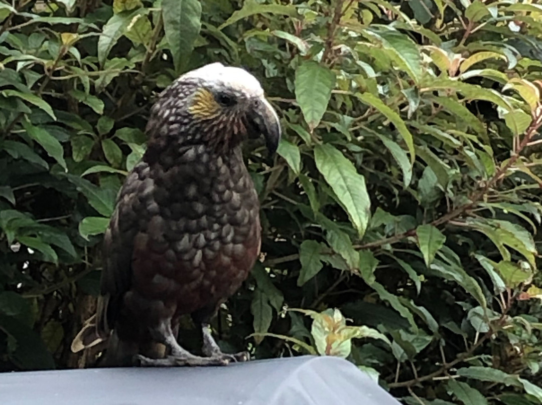Kaka Retreat主图