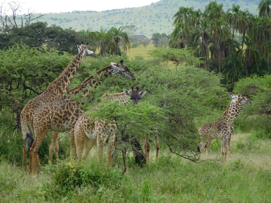Serengeti Sons Safaris-阿鲁沙必去景点