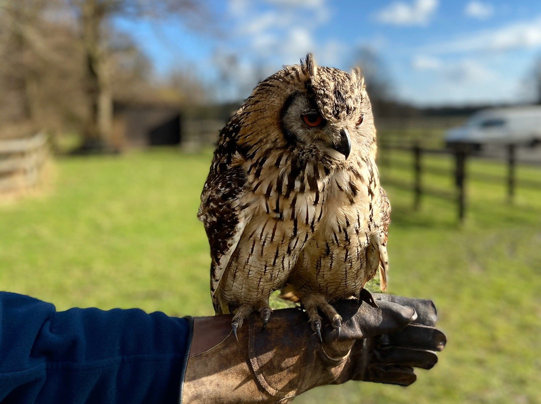 Stockley Farm Birds of Prey Centre景点图片