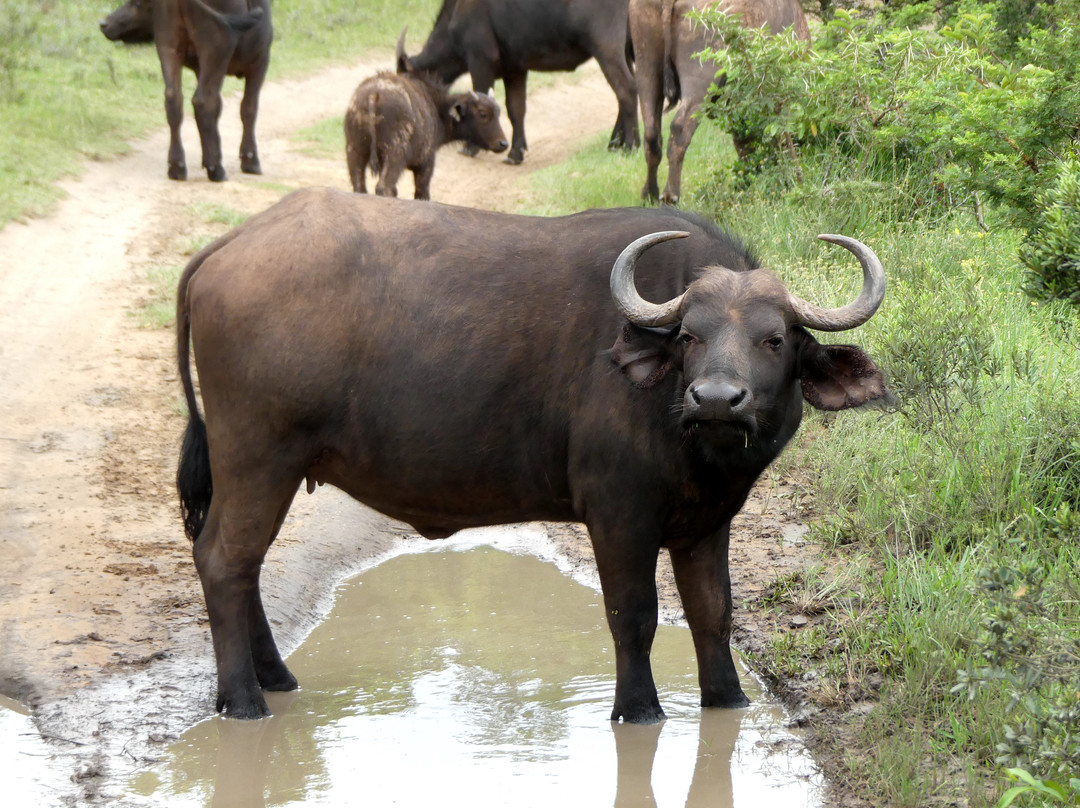 Inkwenkwezi Private Game Reserve-Carleen必去景点