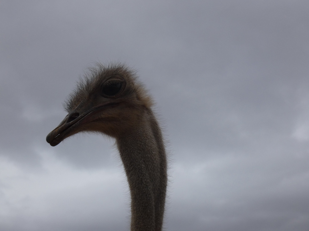 Highgate Ostrich Show Farm景点图片
