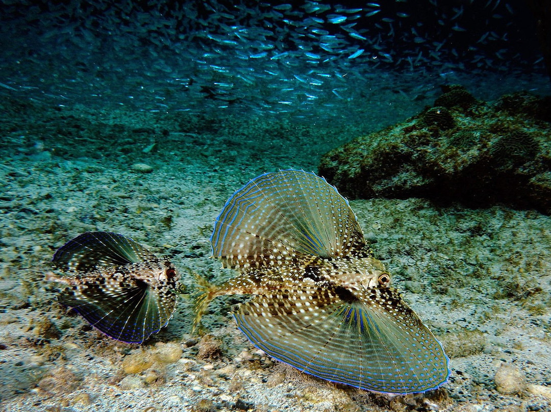 Lagun Blou Dive-Lagun必去景点