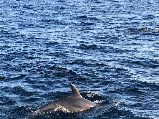 Channel Islands National Marine Sanctuary-峡岛国家公园必去景点