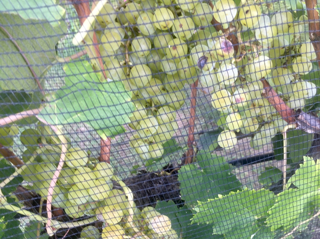 Vinedo Fraterno-梅洛必去景点