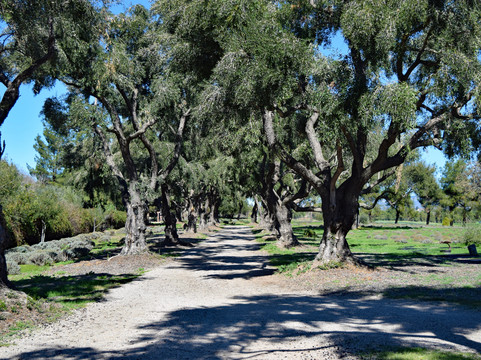 Clairmont Farms-洛斯奥利沃斯必去景点