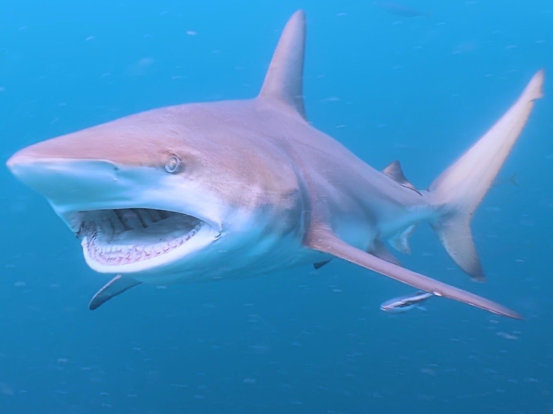 Aqua Planet-Shelly Beach必去景点