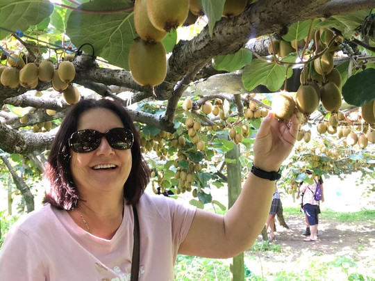Kiwifruit Country-Paengaroa必去景点