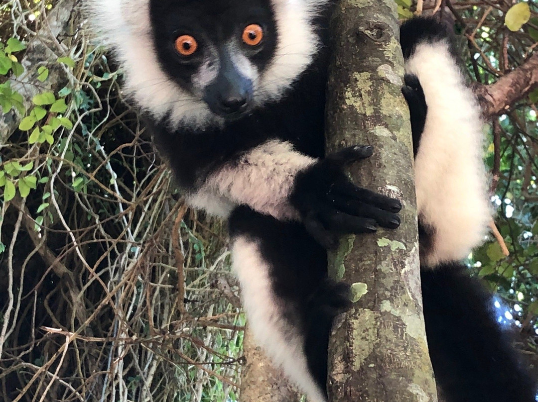 Madagasitsara Travel By Hasina景点图片