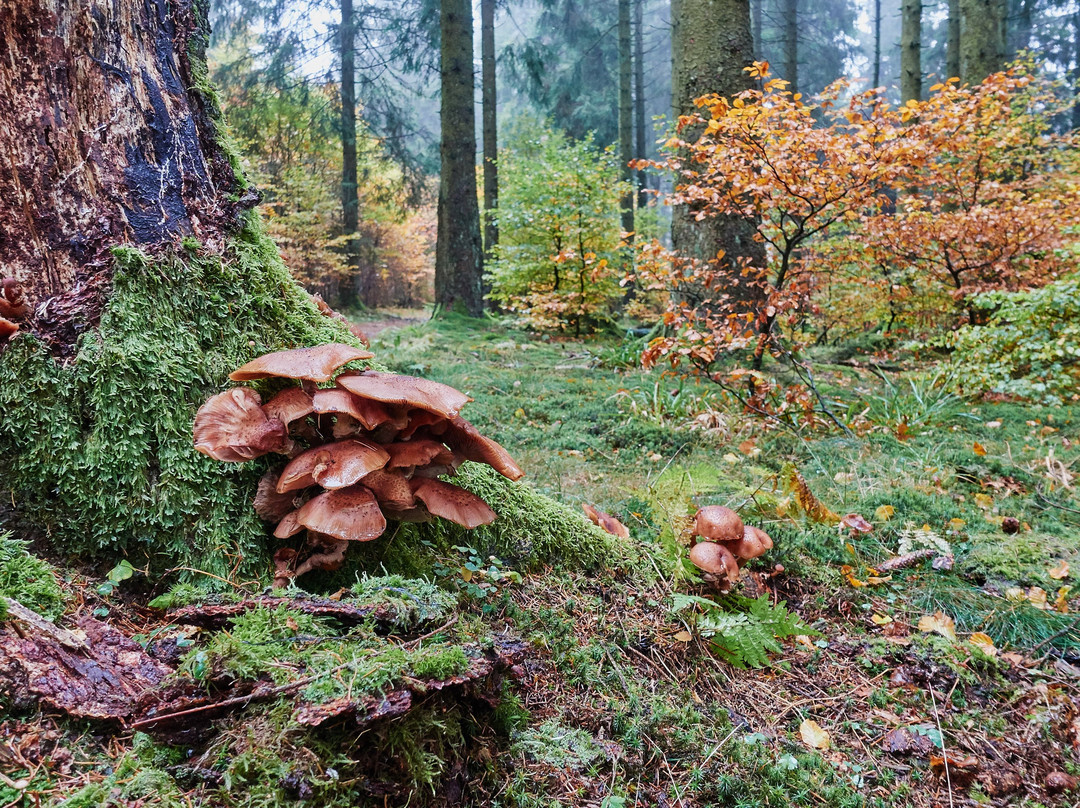 Nationalpark Hunsruck-Hochwald-比肯费尔德必去景点