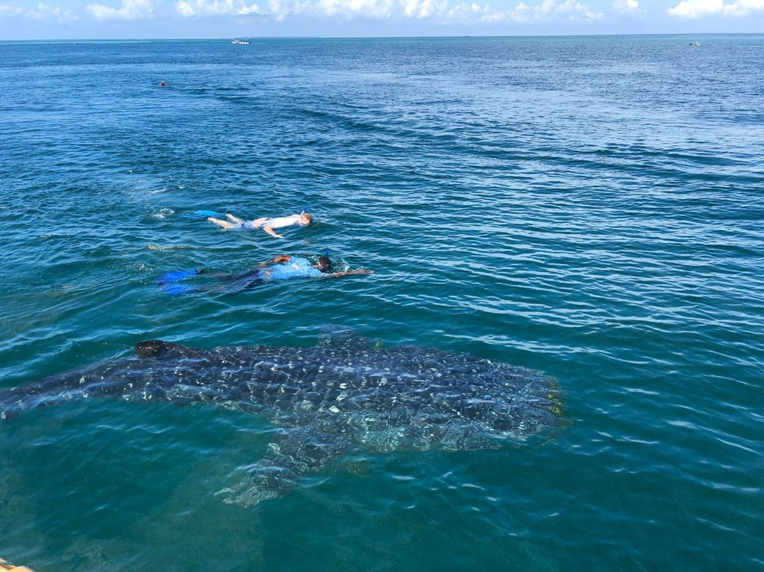 Kitu Kiblu: Responsible Marine Encounters-马菲亚岛必去景点