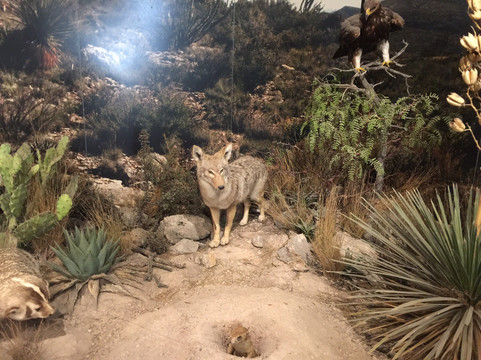 Pine Springs Visitor Center-Guadalupe Mountains National Park必去景点