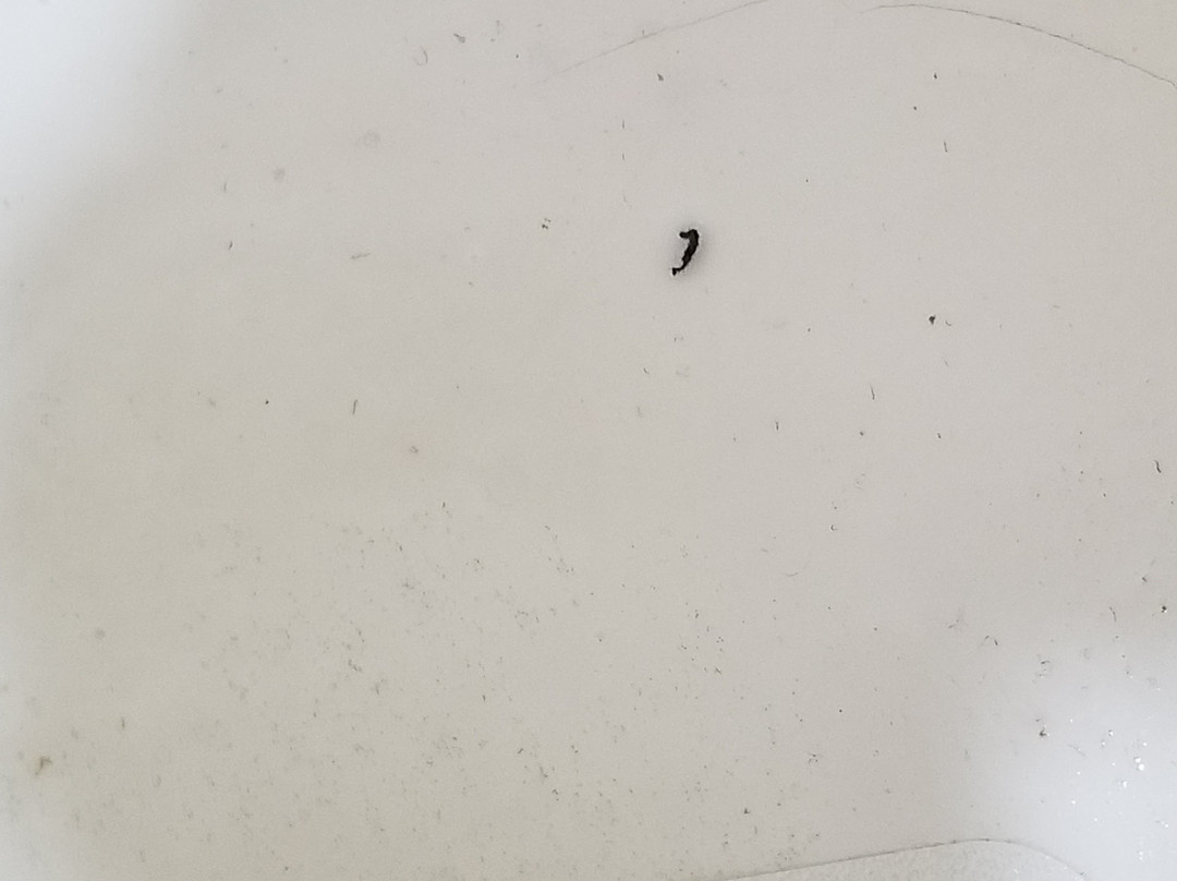 Baymont by Wyndham Orangeburg North主图