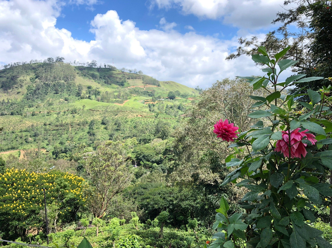 锡兰茶酒店主图