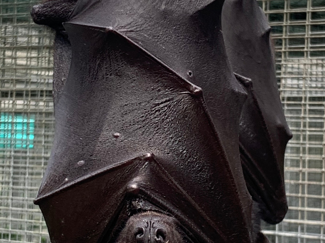 Lubee Bat Conservancy-盖恩斯维尔必去景点