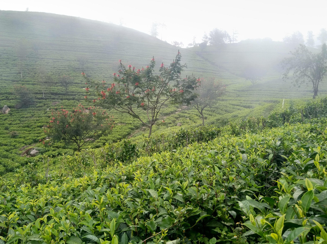 Visit Nuwara Eliya-奴娃拉伊利雅必去景点