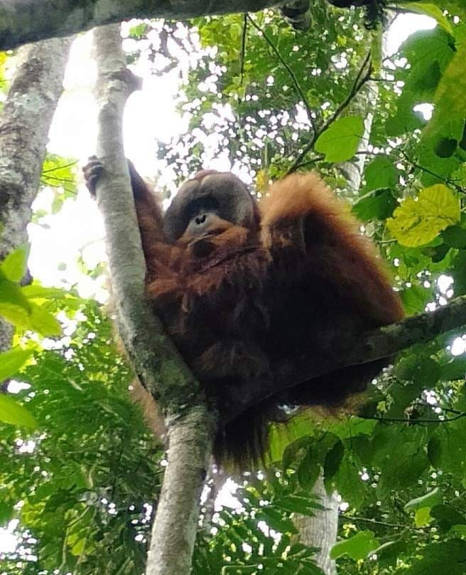 Sumatra Trekking-武吉拉旺必去景点